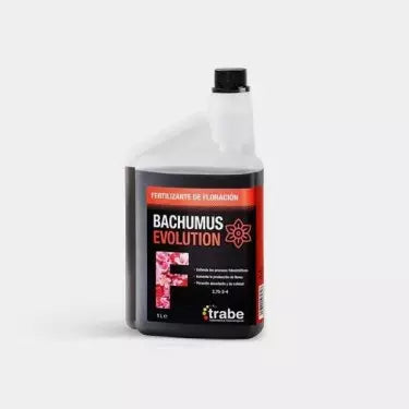 Bachumus Evolution F (Floración)