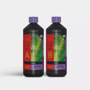 Coco A+B Atami B'cuzz