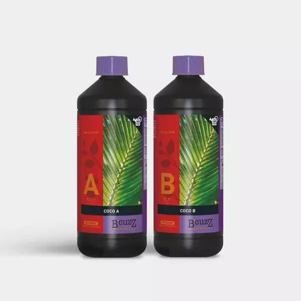 Coco A+B Atami B'cuzz