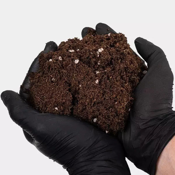 Blossom Blaster Grotek