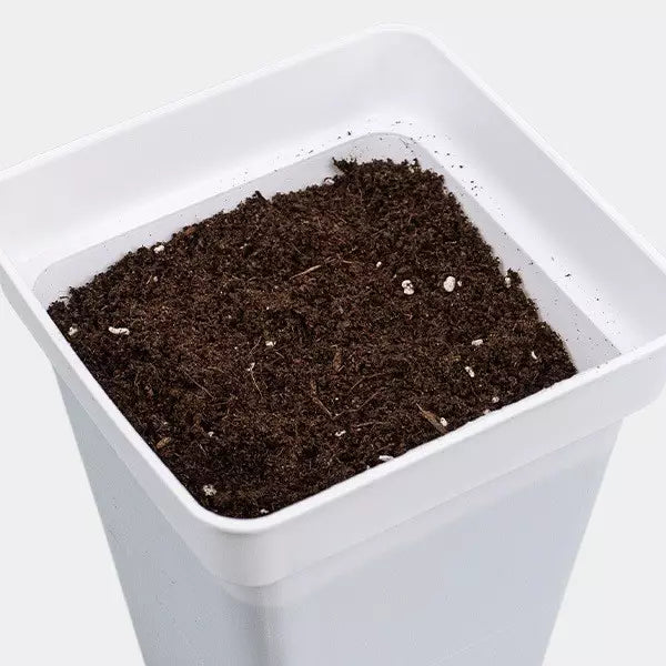 Blossom Blaster Grotek